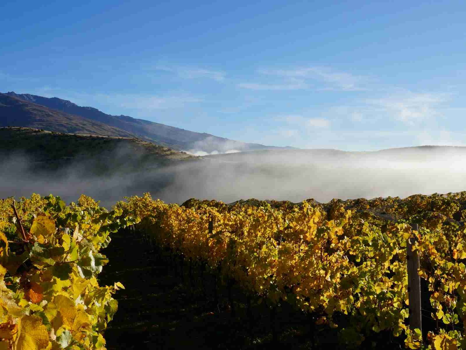 Morning mist in a central Otago Pinot Noir vineyard.