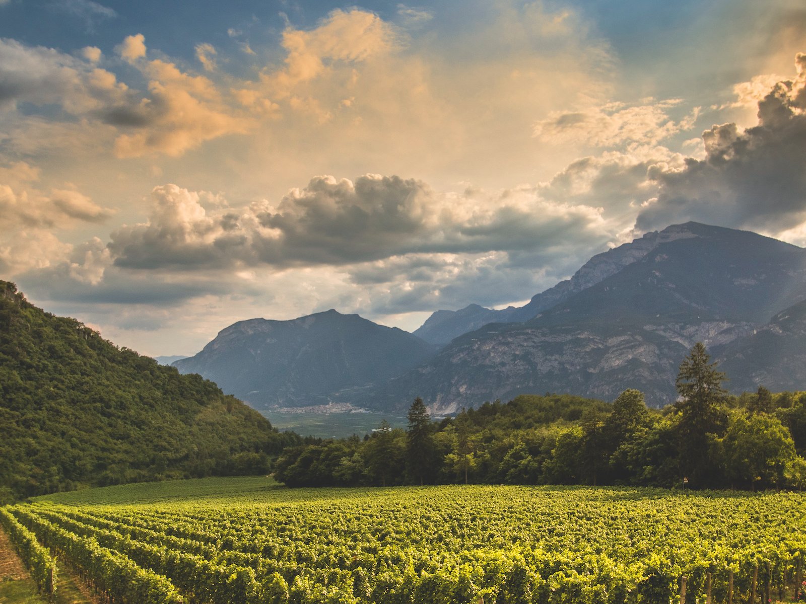Vineyards in the Trentino region,&nbsp;with the Alps in the distance,&nbsp;produce grapes for Trentodoc sparkling wines.