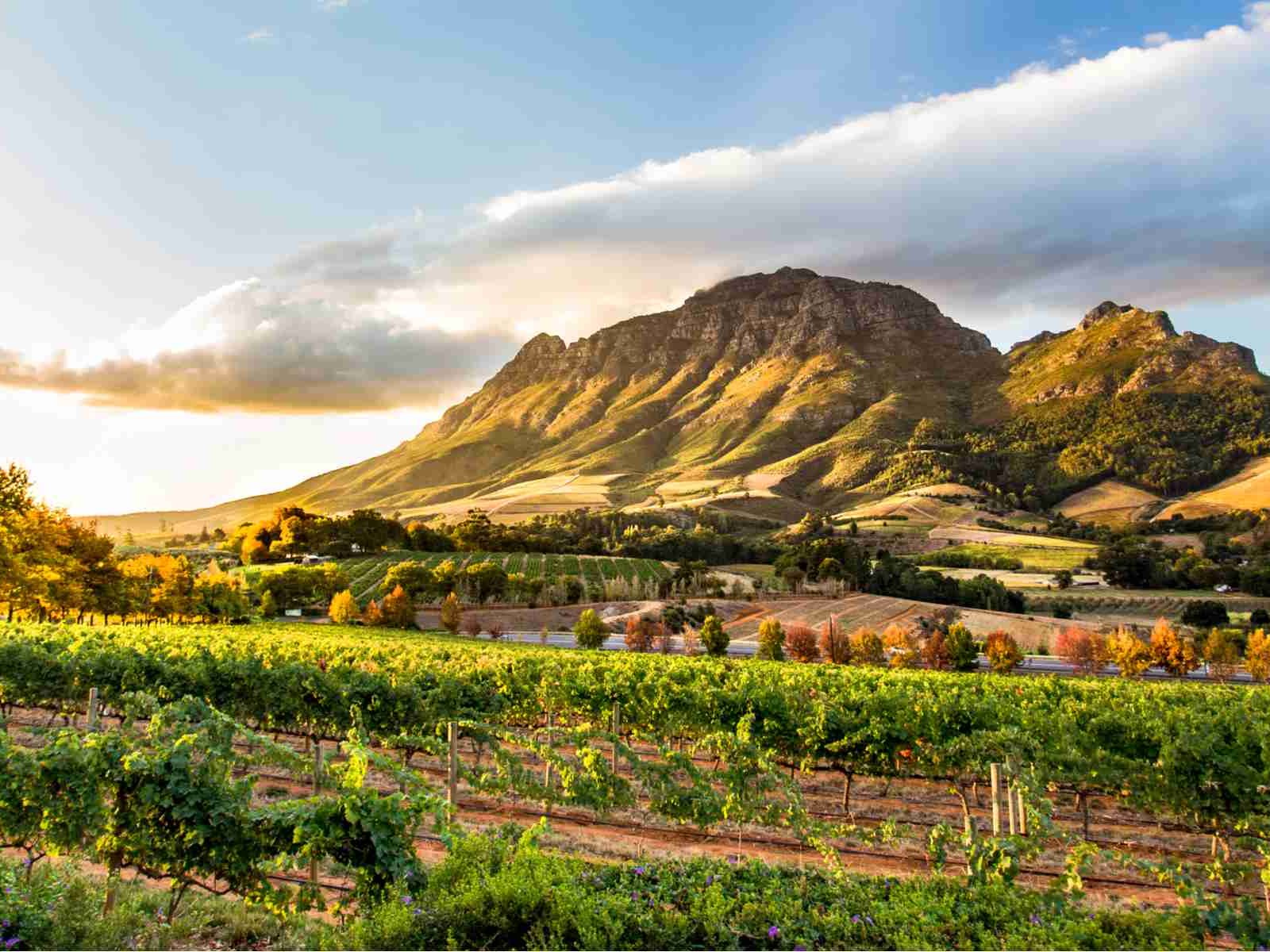 Stellenbosch vineyards with a view of the Simonsberg.