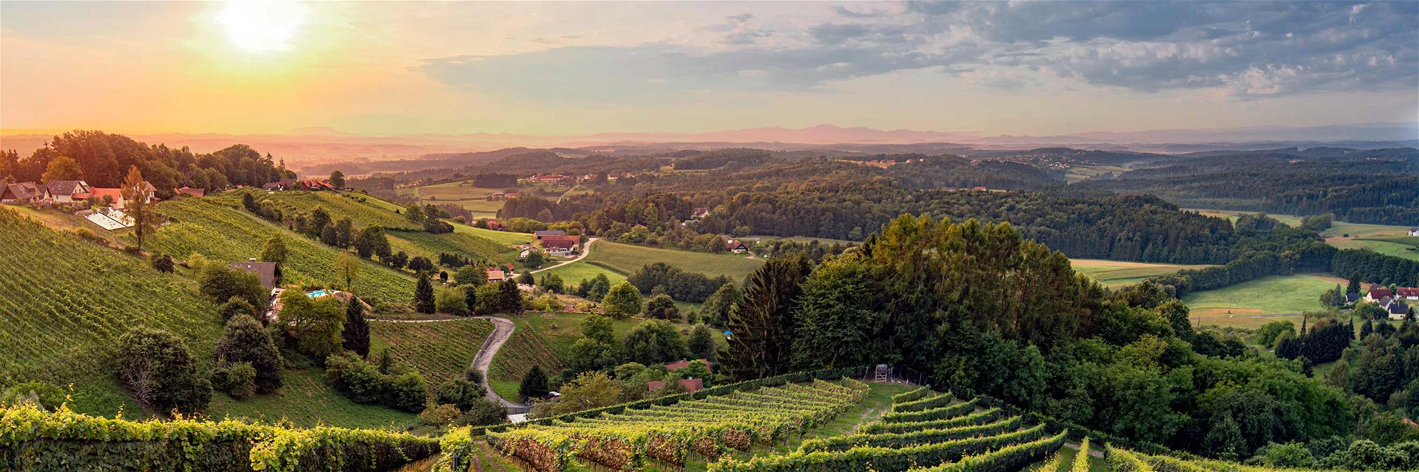 Weingärten bei Kothvogel, Weststeiermark, Steiermark