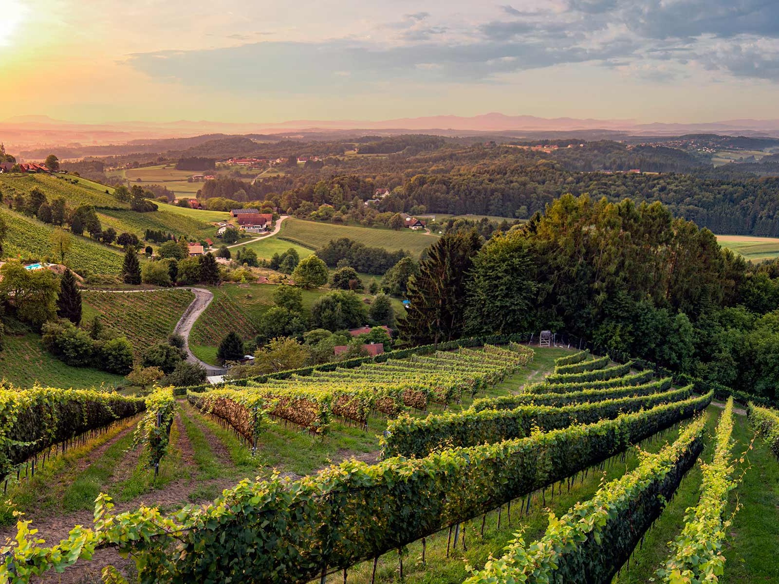 Weingärten bei Kothvogel, Weststeiermark, Steiermark