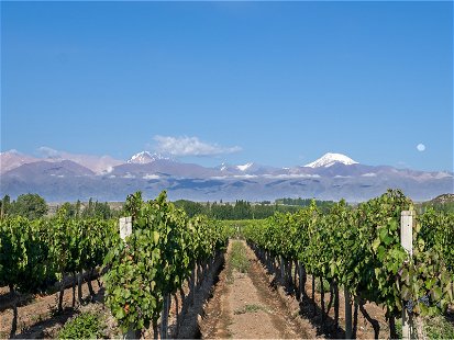 Vineyards in Mendoza, Argentina.