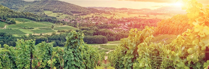 Weingarten im Burgund, Frankreich