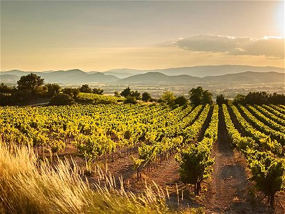Weinbaugebiete in Südfrankreich