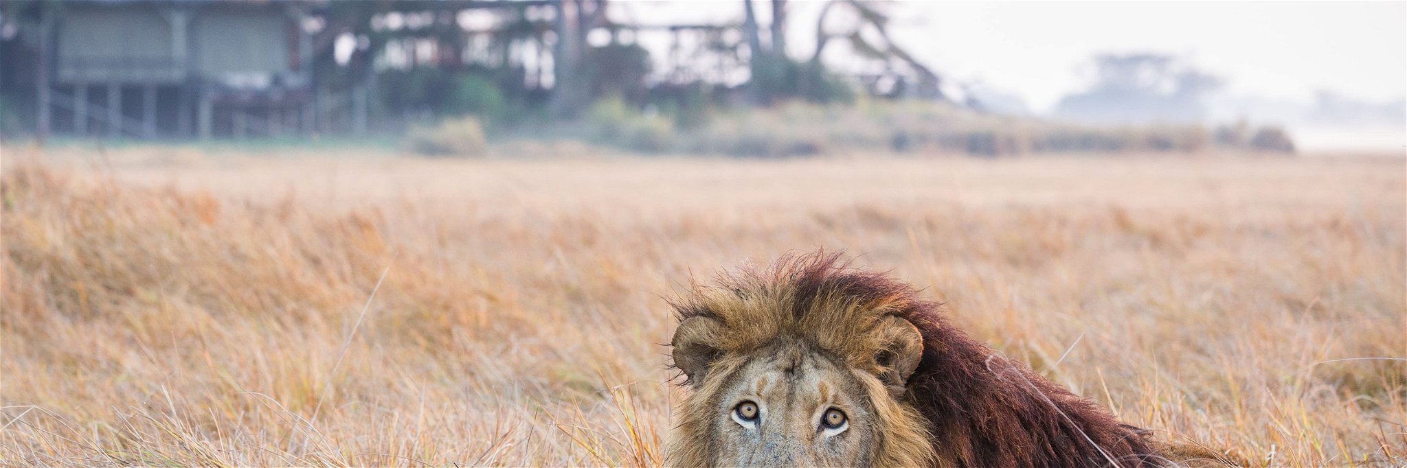 Ein Löwe vor dem Shumba Camp in Sambia.