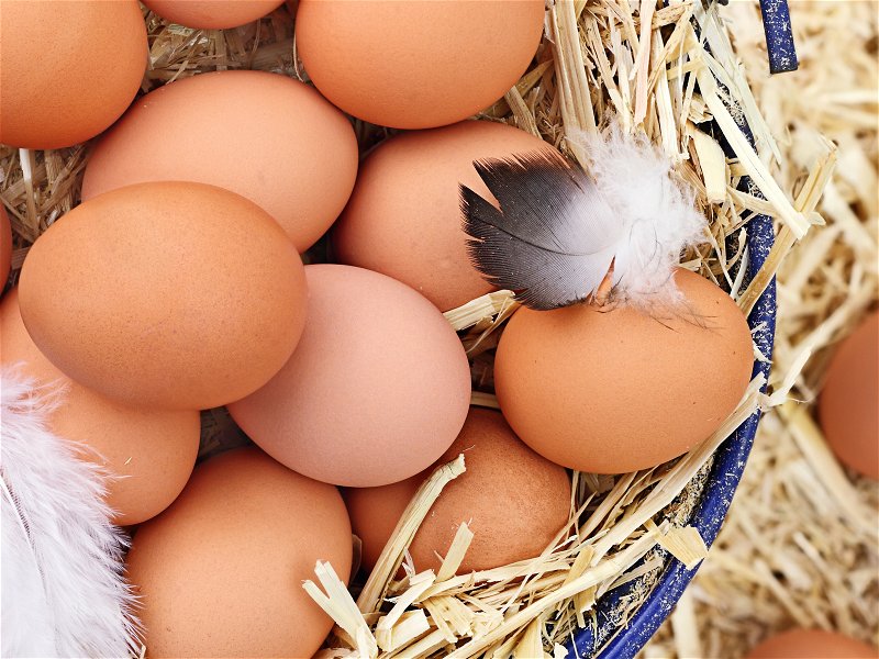 Supermarkets must add the new labels on many egg boxes starting Monday