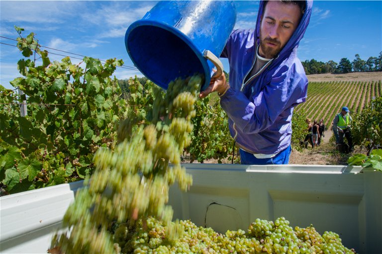 Riesling&nbsp;grapes being harvested in the Adelaide Hills, South Australia.