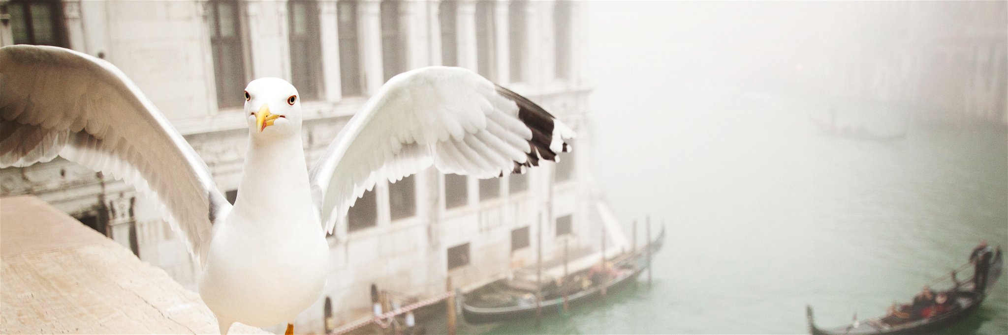 Attacks by seagulls have become endemic in Venice.