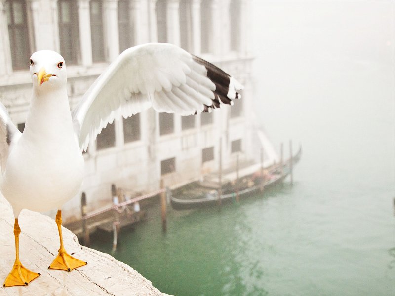 Attacks by seagulls have become endemic in Venice.