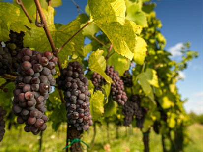 Die ökologische Auswirkungen der Weinproduktion rücken stärker in den Mittelpunkt.