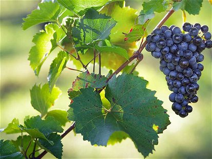 Keiner ist beliebter: Der Blaue Zweigelt ist die meistangebaute Rotweinsorte Österreichs.