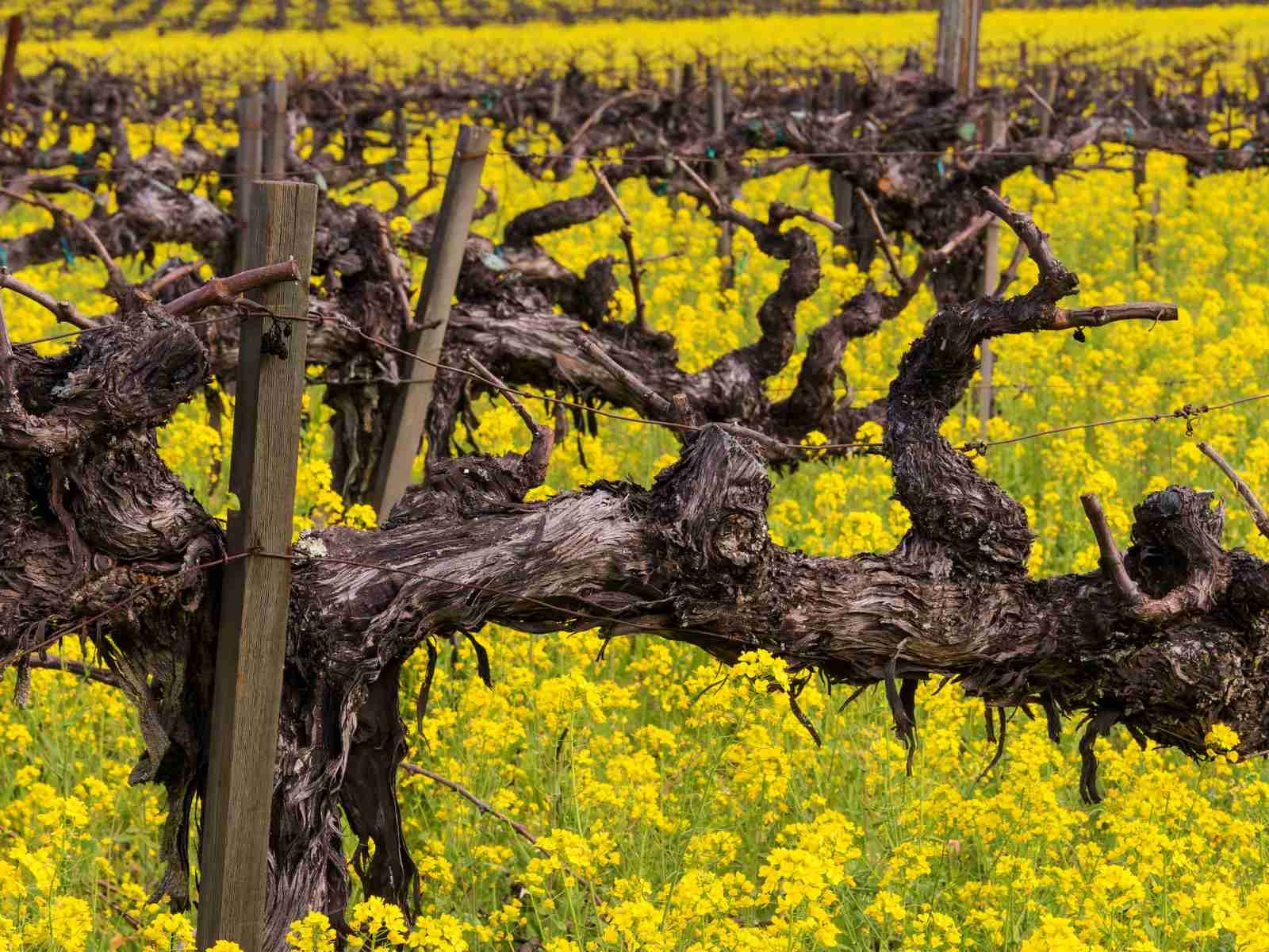 An old vine surrounded by mustard flowers.