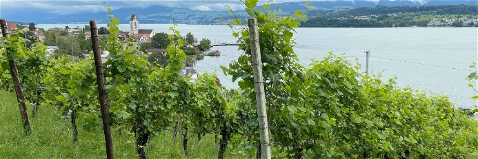 Die Rebhänge des Weinguts Schwarzenbach liegen direkt am Zürichsee