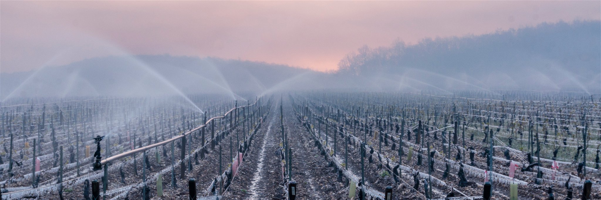 A vineyard in Burgundy (file photo).