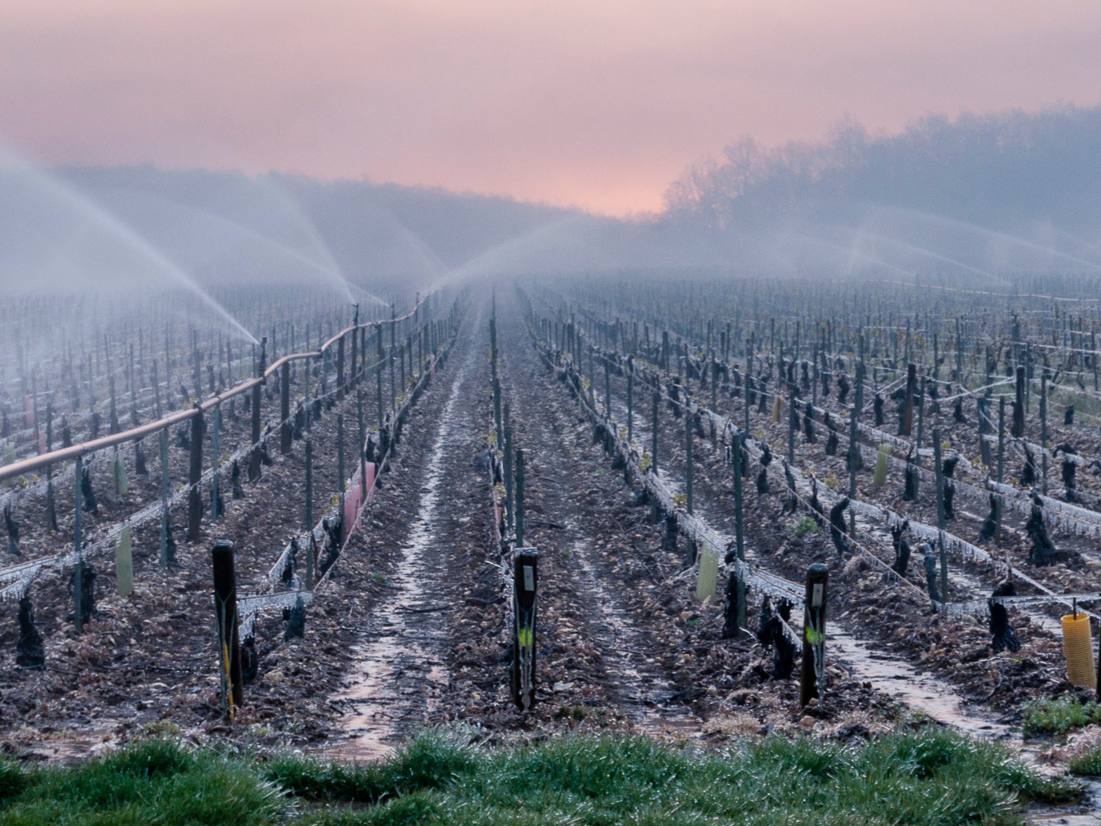 A vineyard in Burgundy (file photo).