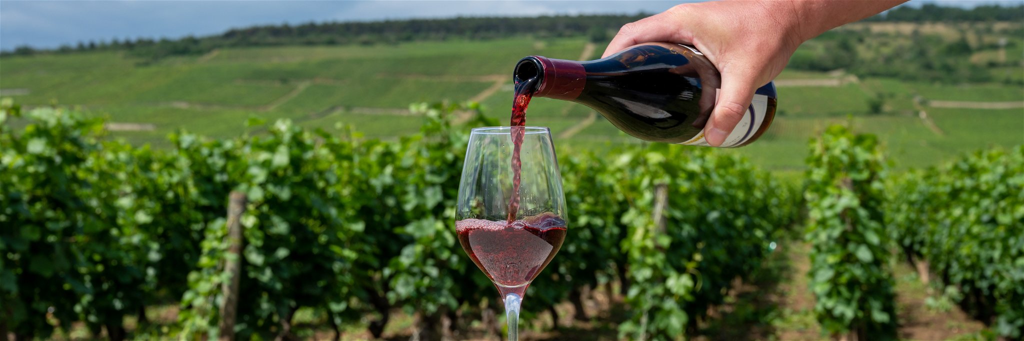 Pinot Noir has an alluring combination of delicacy and intensity but there are alternatives...