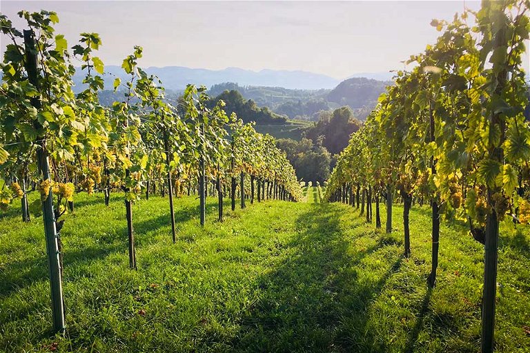 Weinland Steiermark – unverkennbar natürlich und herrlich zum Genießen
