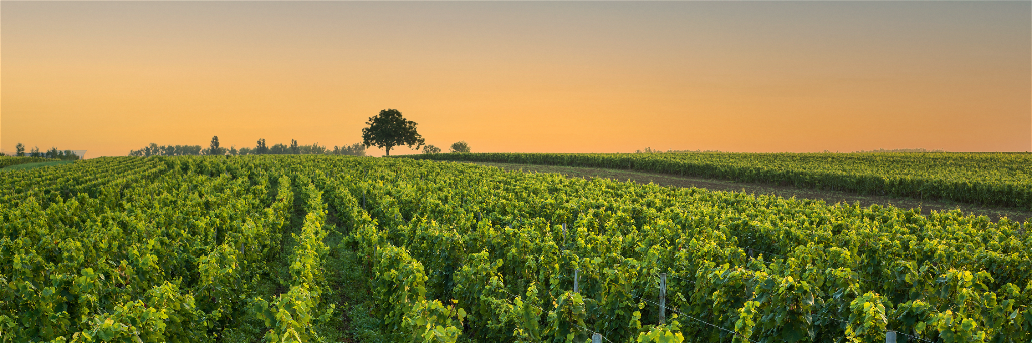 Das Burgund ist nicht ausschließlich Produzent sündhaft teurer Weine.