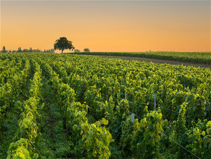 Das Burgund ist nicht ausschließlich Produzent sündhaft teurer Weine.