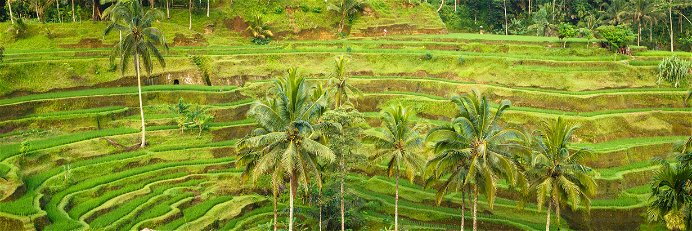 Die sehenswerten Reisterrassen von Bali sind nun etwas nähergerückt.