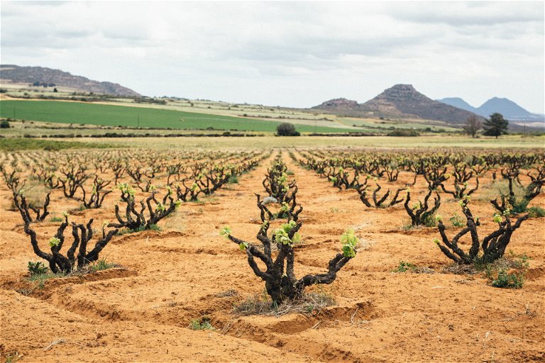 A quintessential Cape landscape with old bush vines, rooted in deep red sand over clay.