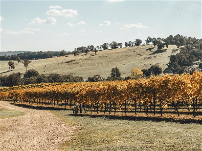 A vineyard at Courabyra,&nbsp;one of the leading&nbsp;wineries in Riverina