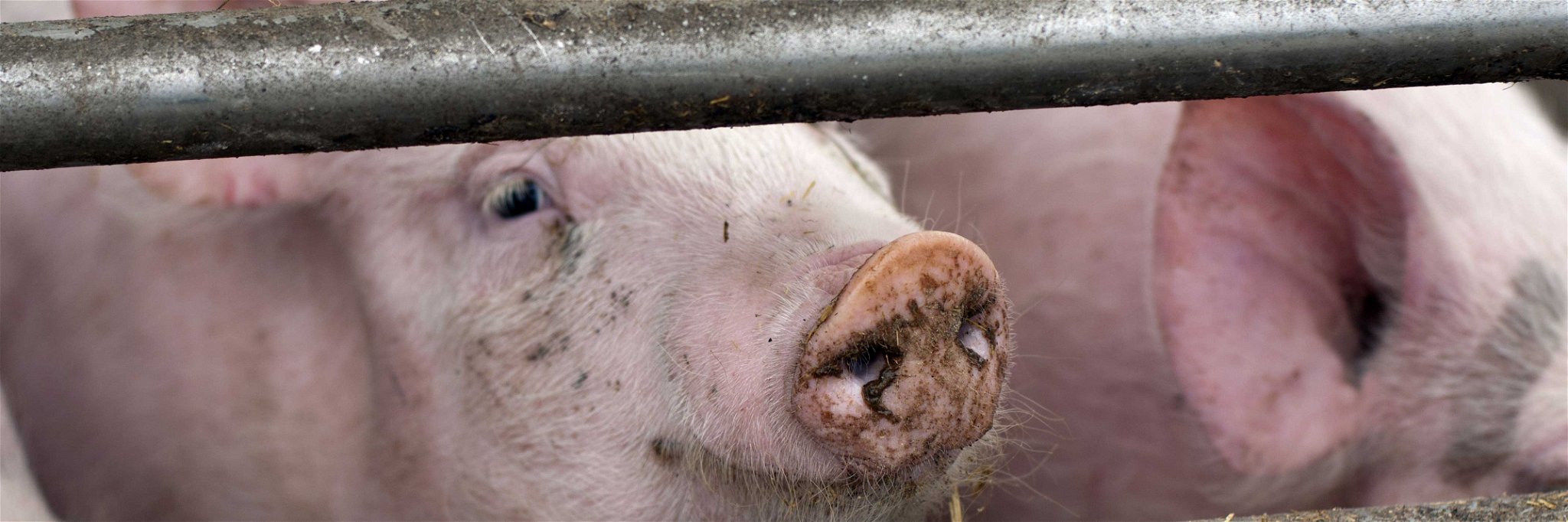 Allein Schweinefleisch konsumieren die Österreicher im Schnitt über 35 Kilogramm jährlich.
