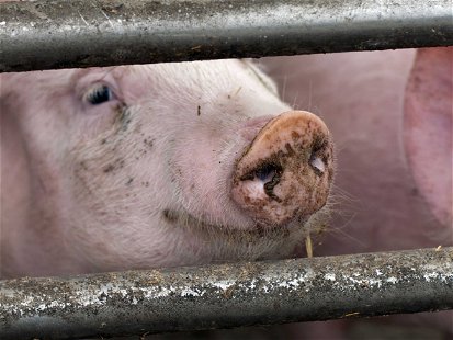 Allein Schweinefleisch konsumieren die Österreicher im Schnitt über 35 Kilogramm jährlich.