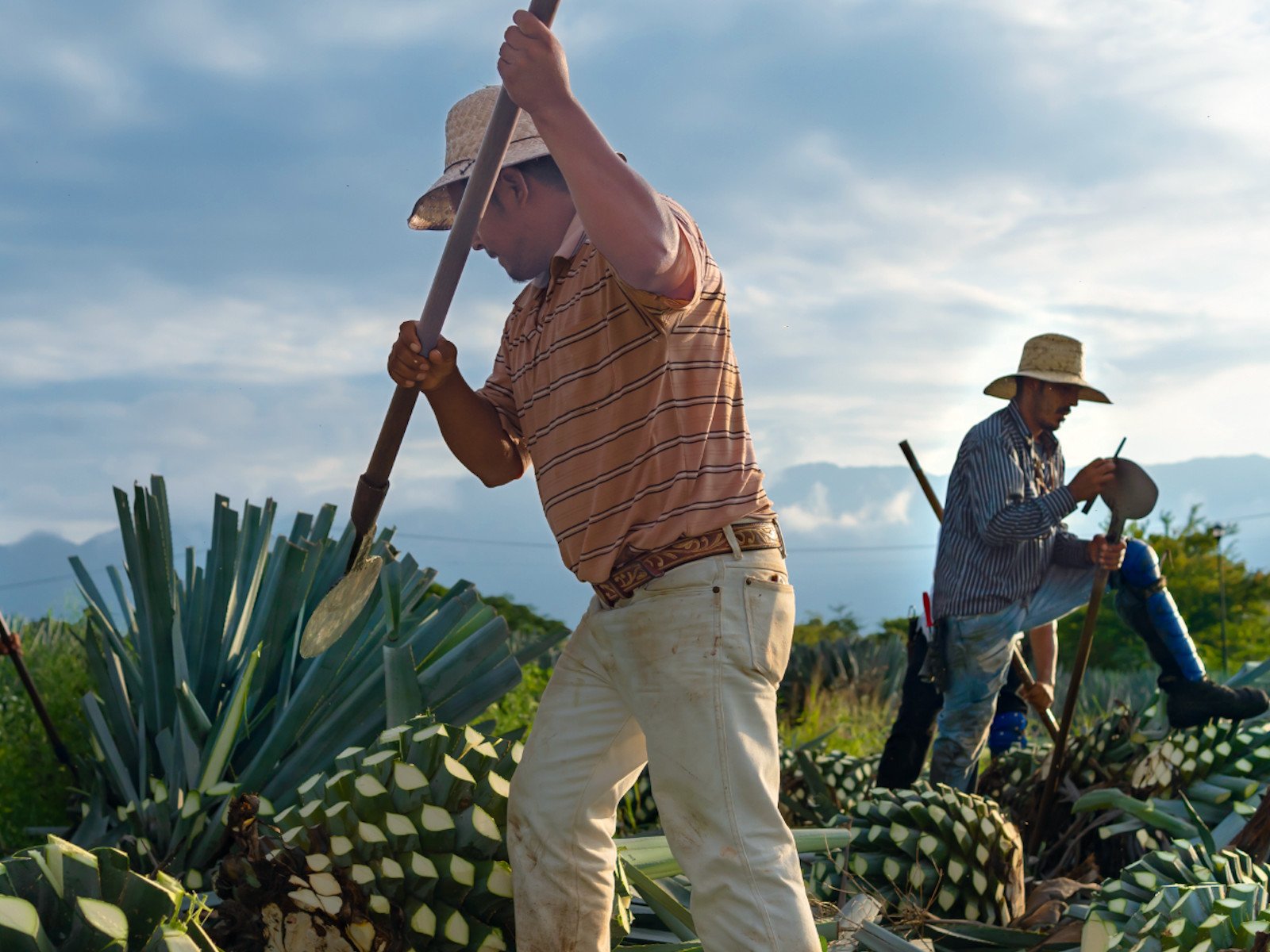 The expert horticulturists who tend and harvest agave are called jimadores.&nbsp;