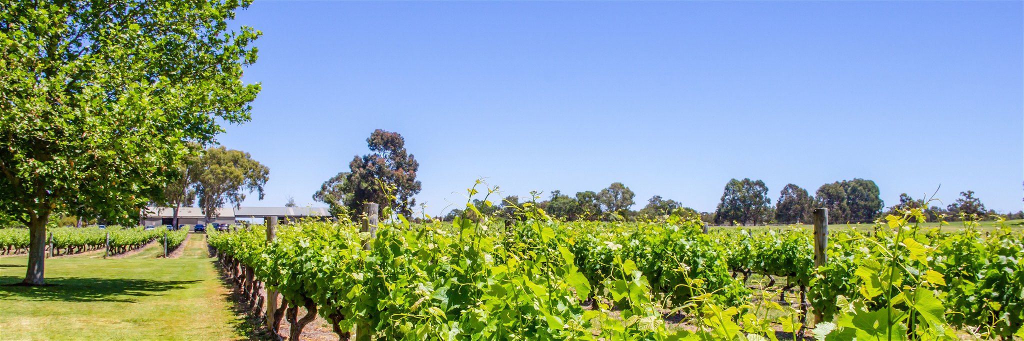 Margaret River vineyard in early summer day