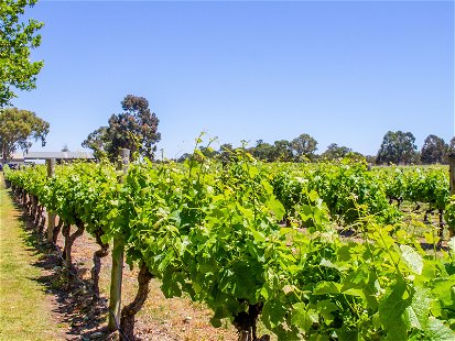 Margaret River vineyard in early summer day