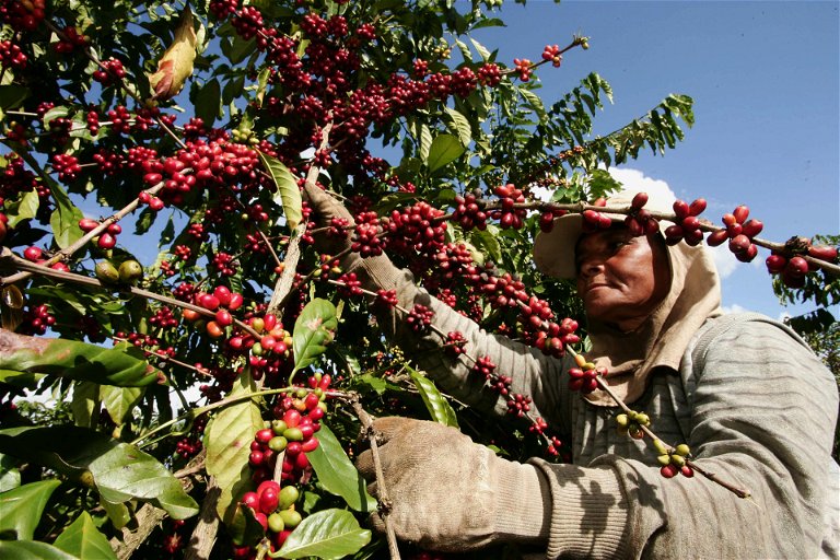 A coffee harvest in Brazil.