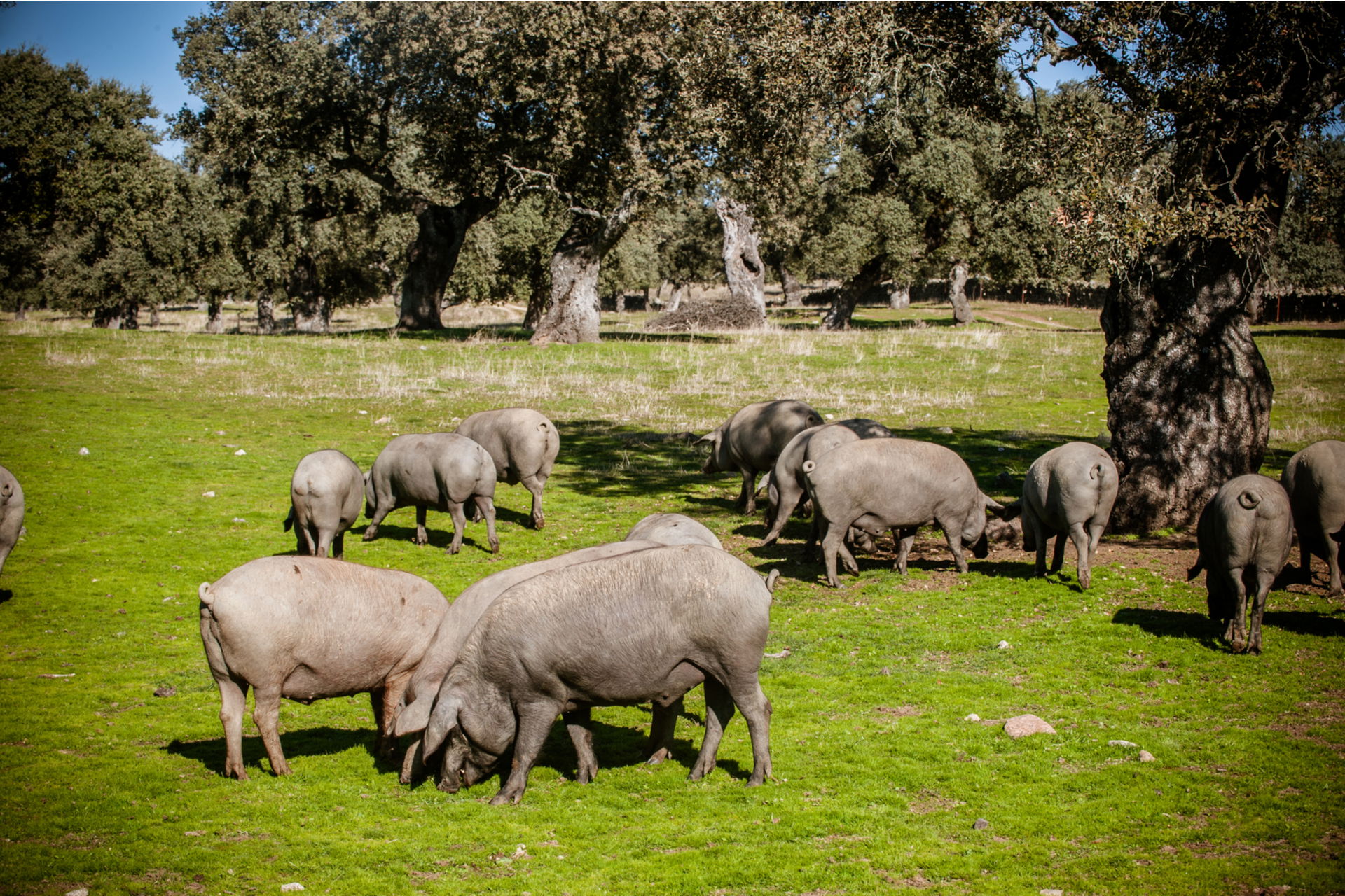 What make Pata Negra by Juan Pedro Domecq so Unique?