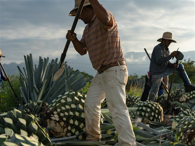 What are Tequila and Mezcal?