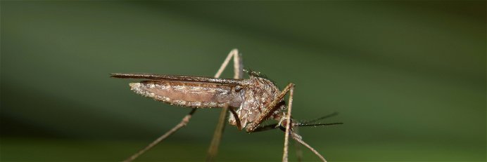 Stechmücken übertragen das gefährliche West-Nil-Virus.