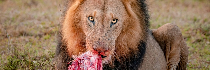 Löwenfleisch essen: absurd oder der Schlüssel zu einem bewussten&nbsp;Umgang mit Fleisch?