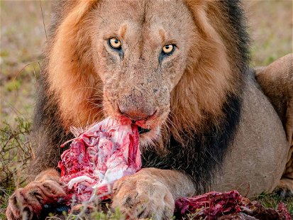 Löwenfleisch essen: absurd oder der Schlüssel zu einem bewussten&nbsp;Umgang mit Fleisch?
