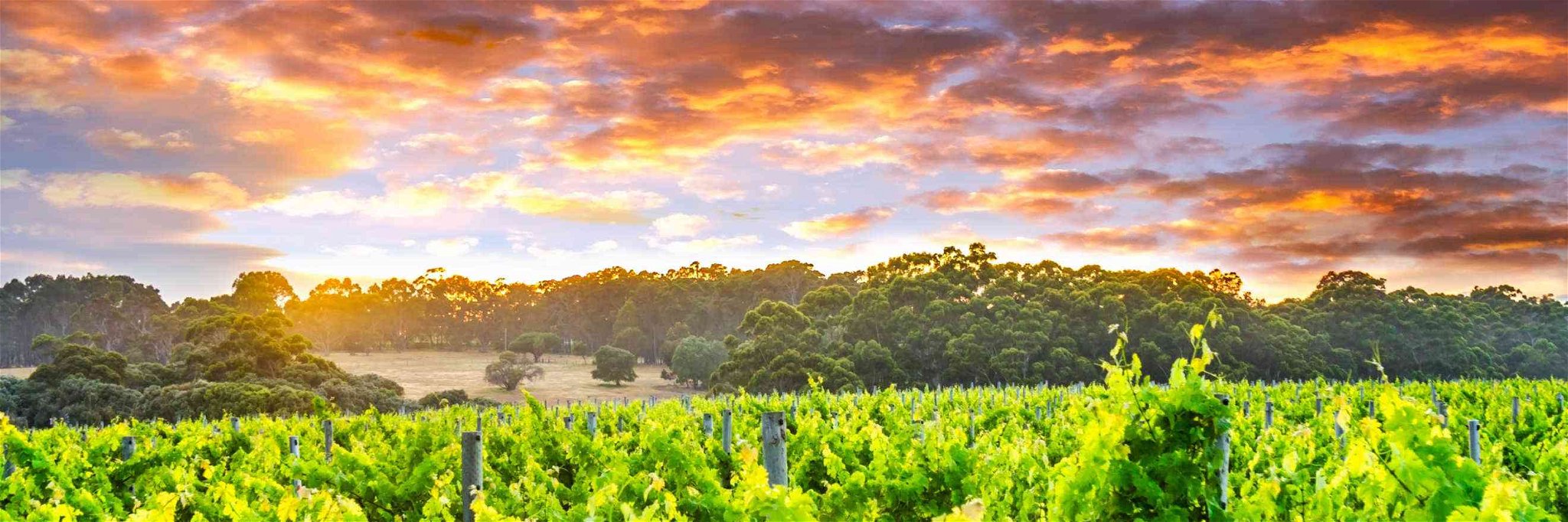 Vineyards in Margaret River, Western Australia.