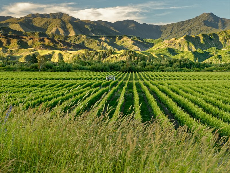 Marlborough bildet das Herzstück des Weinbaus in Neuseeland