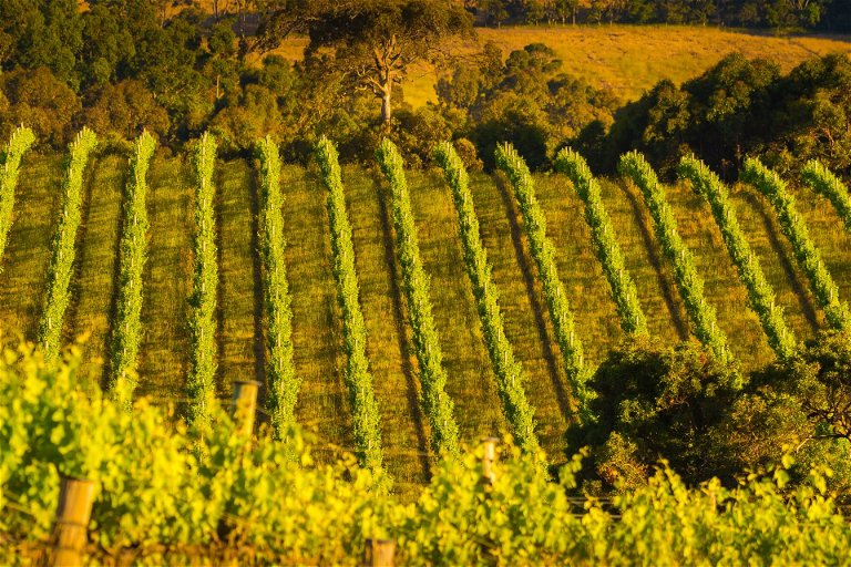 The idyllic hills and vineyard rows of the Adelaide Hills, framed by Australia’s famous gum trees.