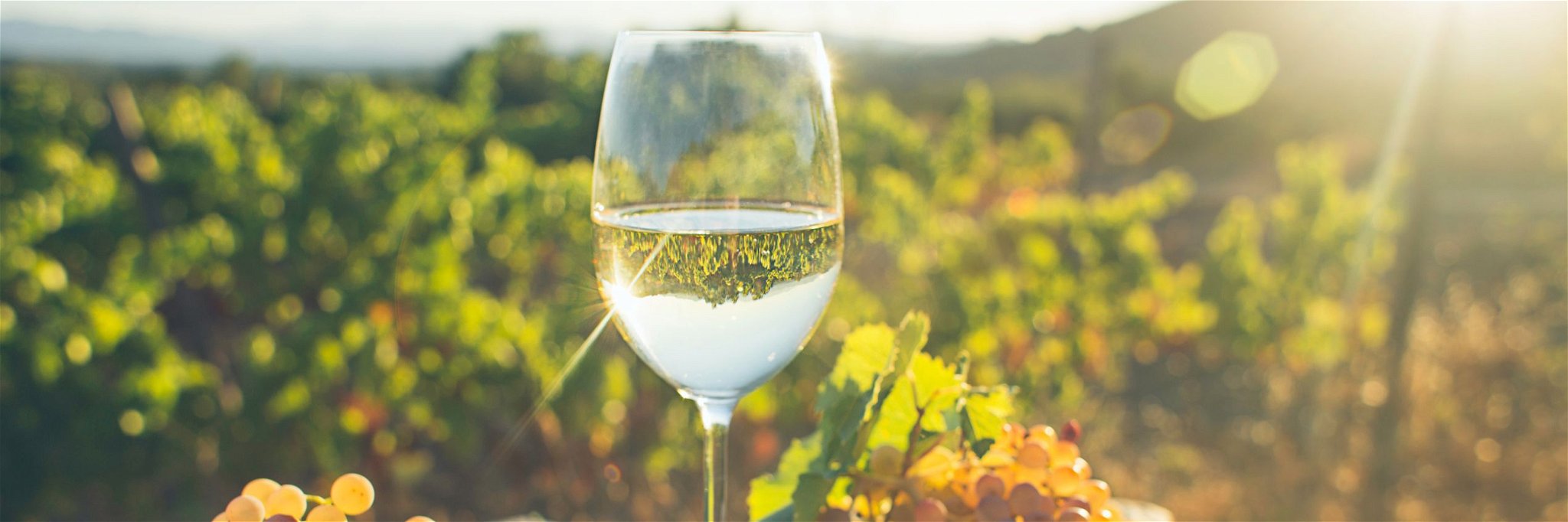 Grüner Veltliner is Austria’s calling card and most widely planted grape variety.