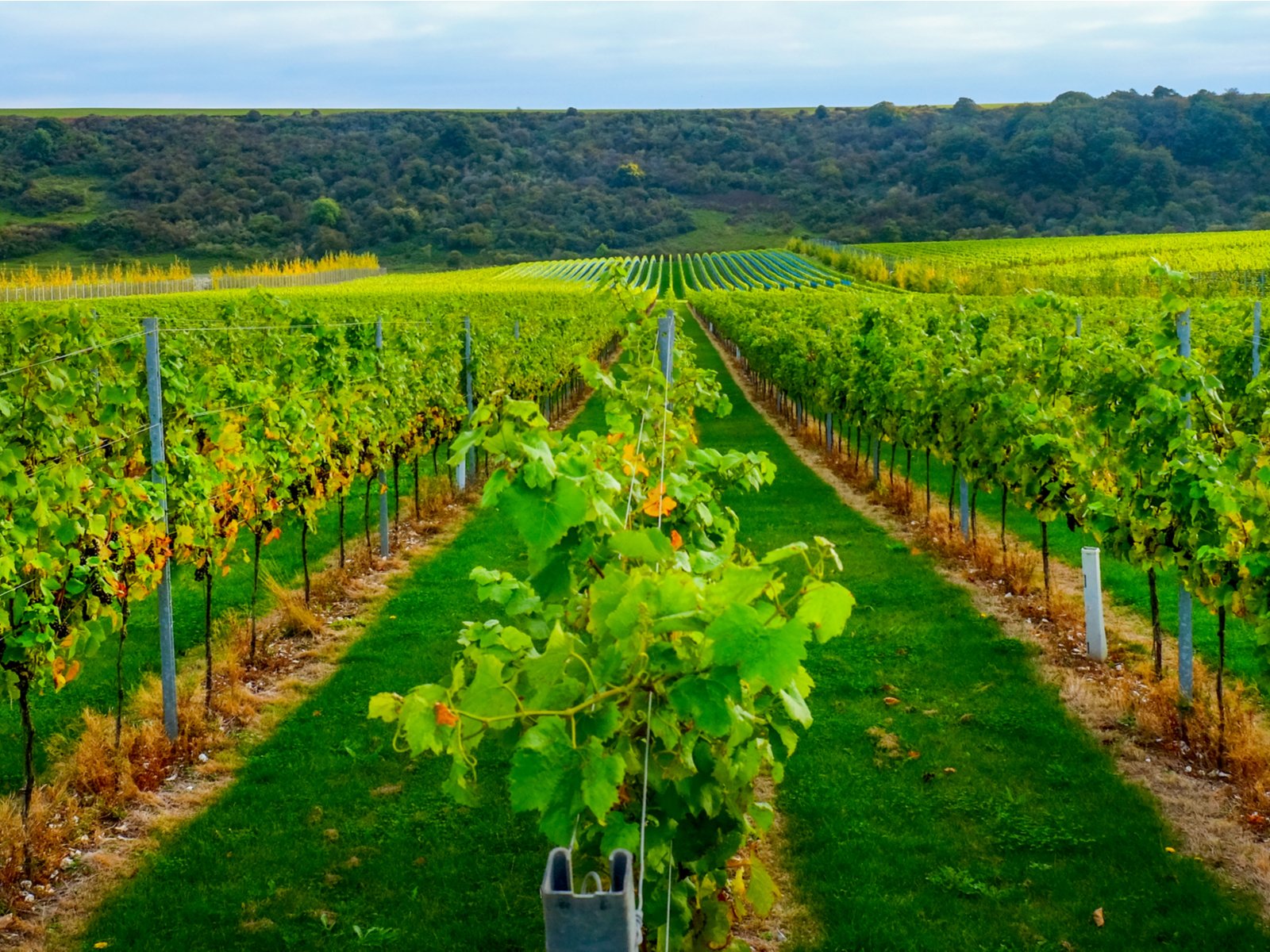 Celebrate English Wine Week in one of these wineries.