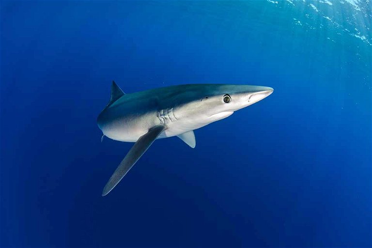 Sharks threatened with extinction are caught without any restrictions.