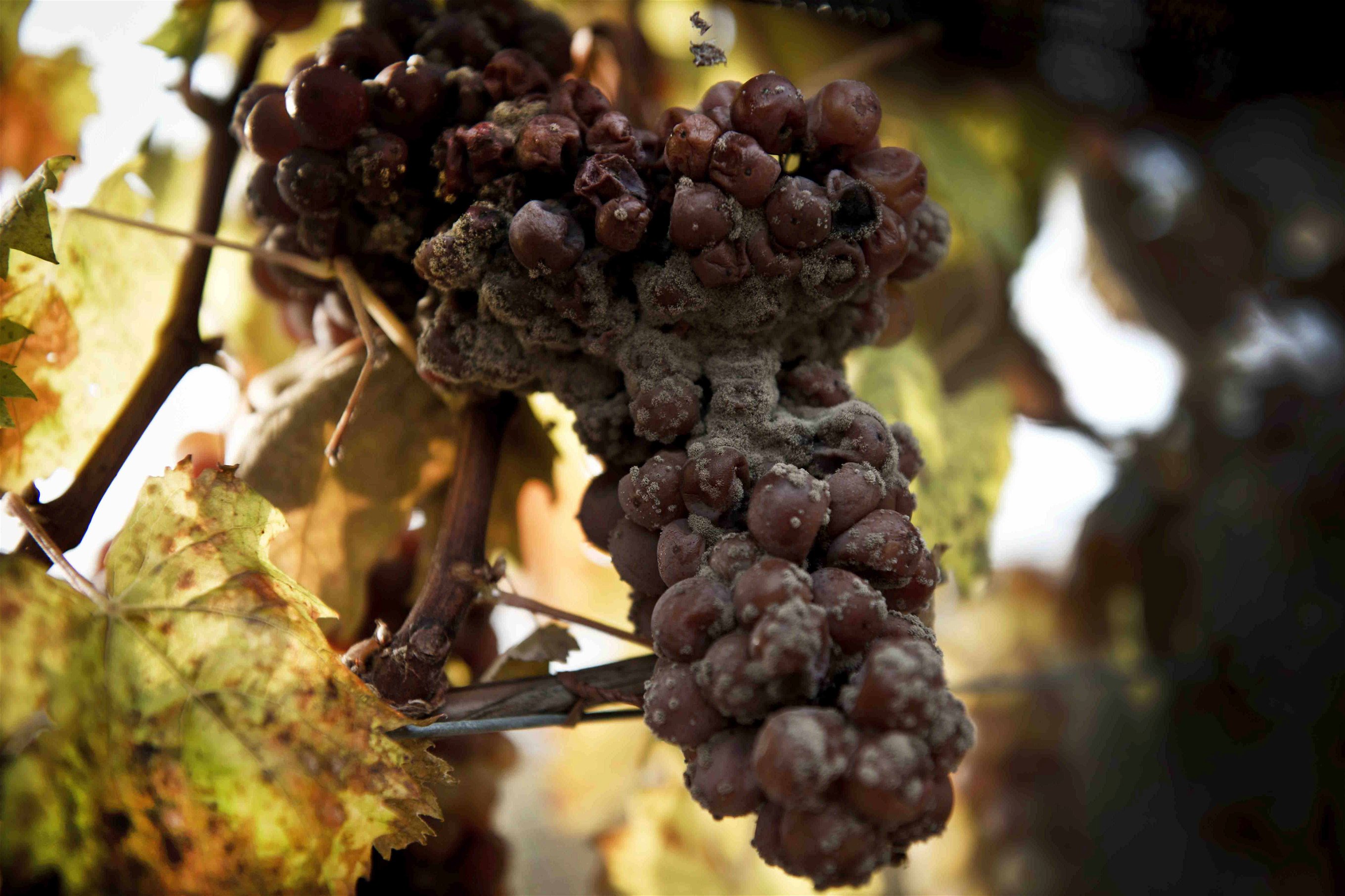 Der Borytis Schimmelpilz wird von Weinkennern als Verursacher der sogenannten Edelfäule auf Trauben geschätzt, denen er wunderbar edelsüße Beeren- und Trockenbeerenauslese entlockt.