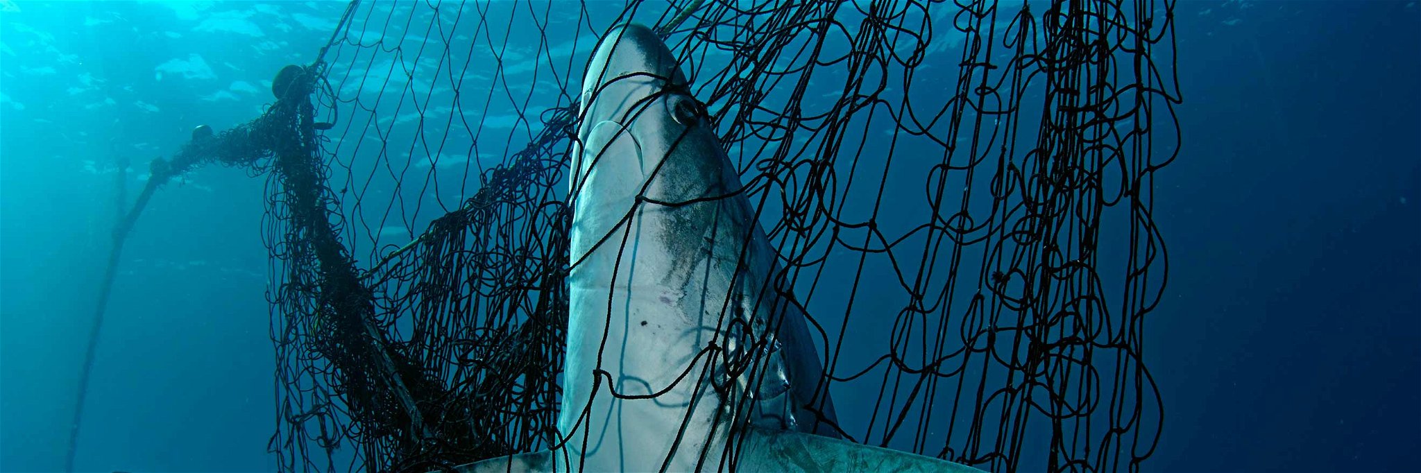 Haie zählen zu den akut bedrohten Arten. Im Urlaub landen sie allerdings oft illegal auf der Karte.