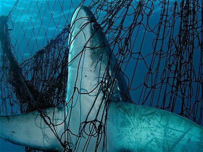 Haie zählen zu den akut bedrohten Arten. Im Urlaub landen sie allerdings oft illegal auf der Karte.