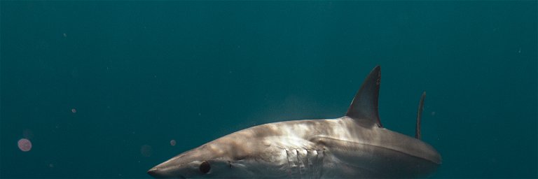 Der Mako-Hai zählt zu jenen Arten, die Menschen gefährlich werden können.