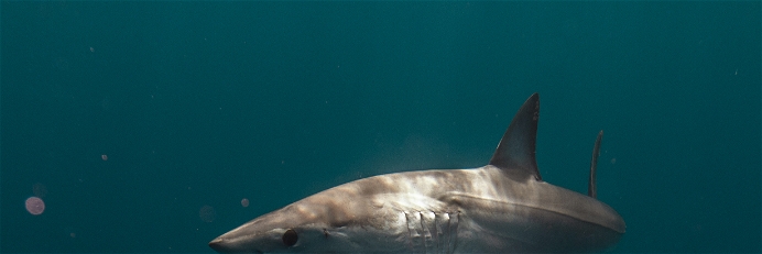 A woman was killed by a Mako shark.