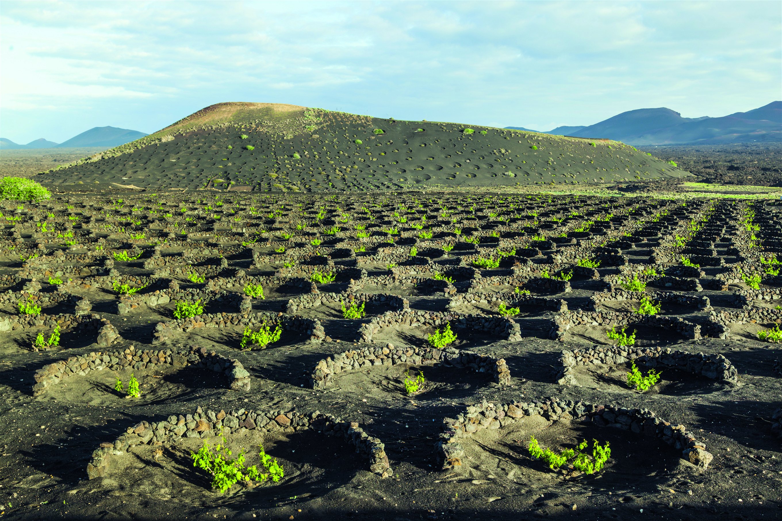 Auf Lanzarote wurde der Weinbau schon immer extremen Klimabedingungen angepasst.