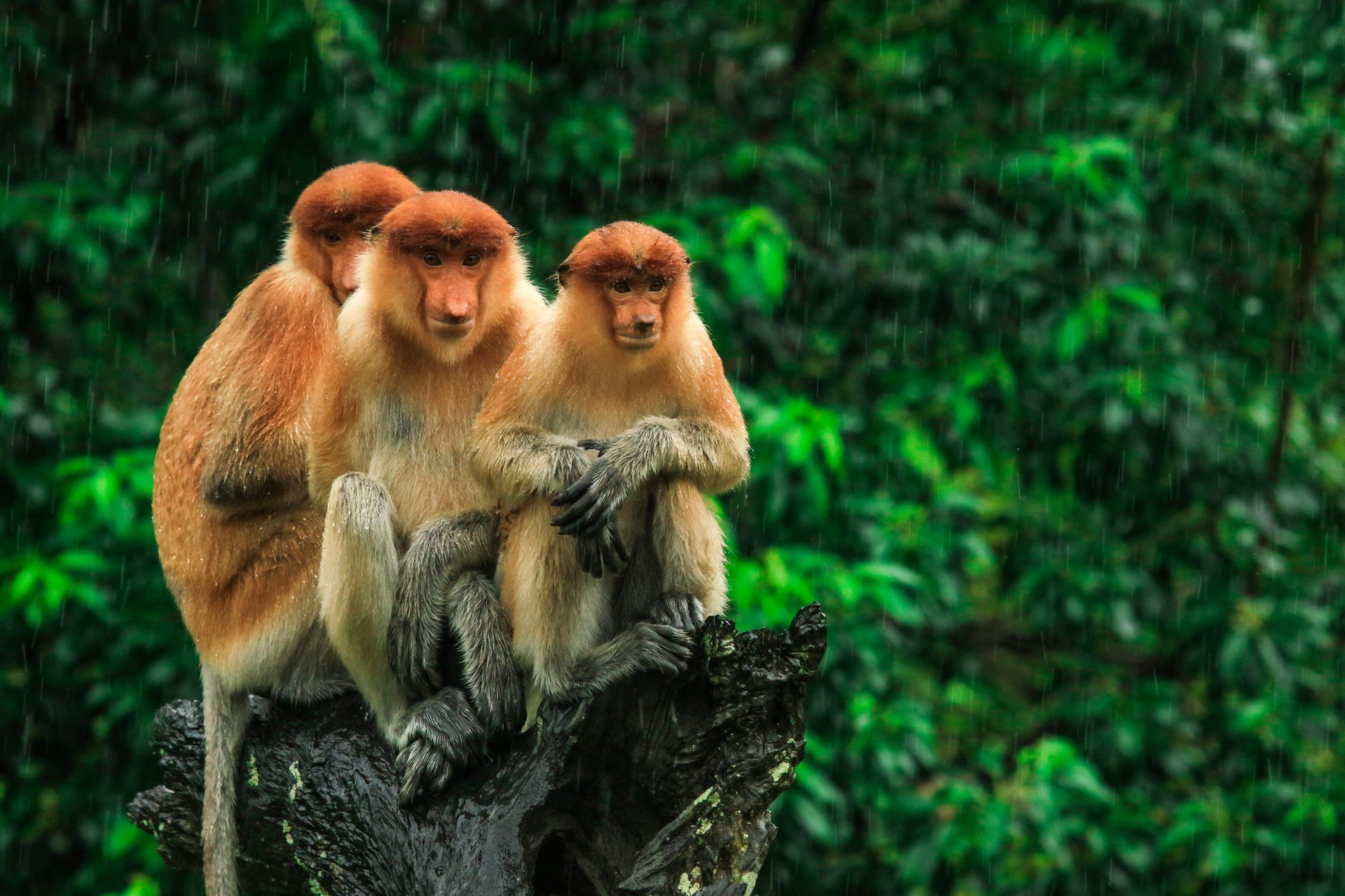Hidden Proboscis monkeys in Borneo.